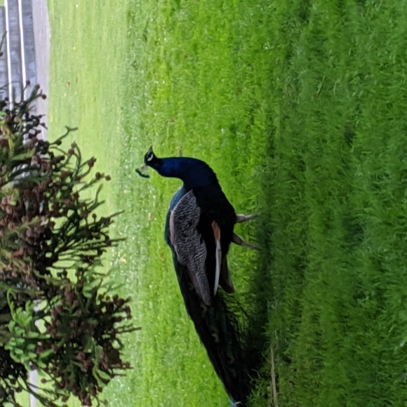 Meet your Posher, Julie - Picture 1 of 1